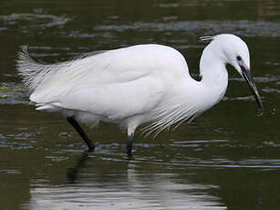 Aigrette garzette