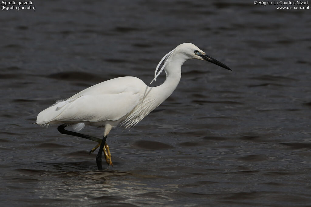 Little Egret