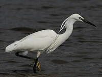 Aigrette garzette