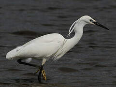 Little Egret