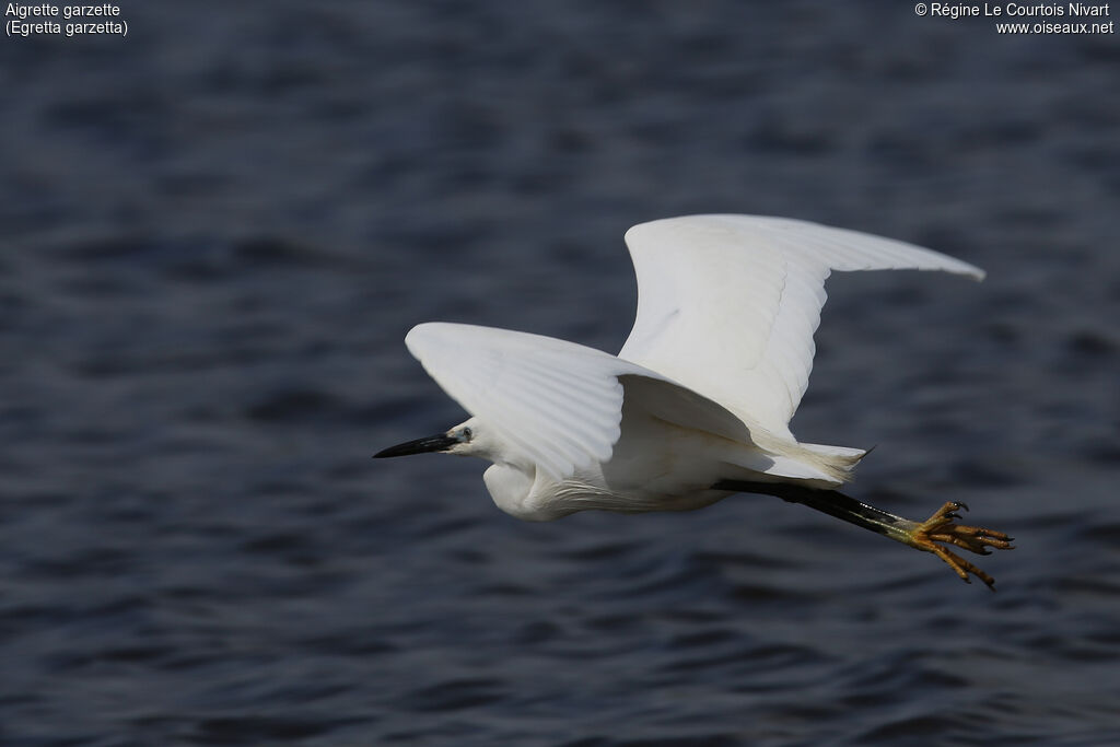 Aigrette garzette