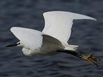 Aigrette garzette