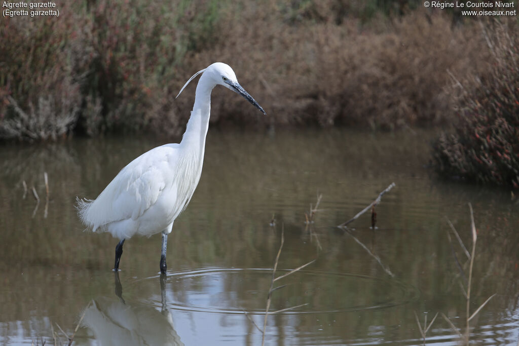 Aigrette garzette