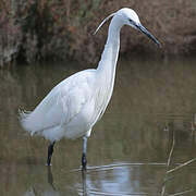 Aigrette garzette