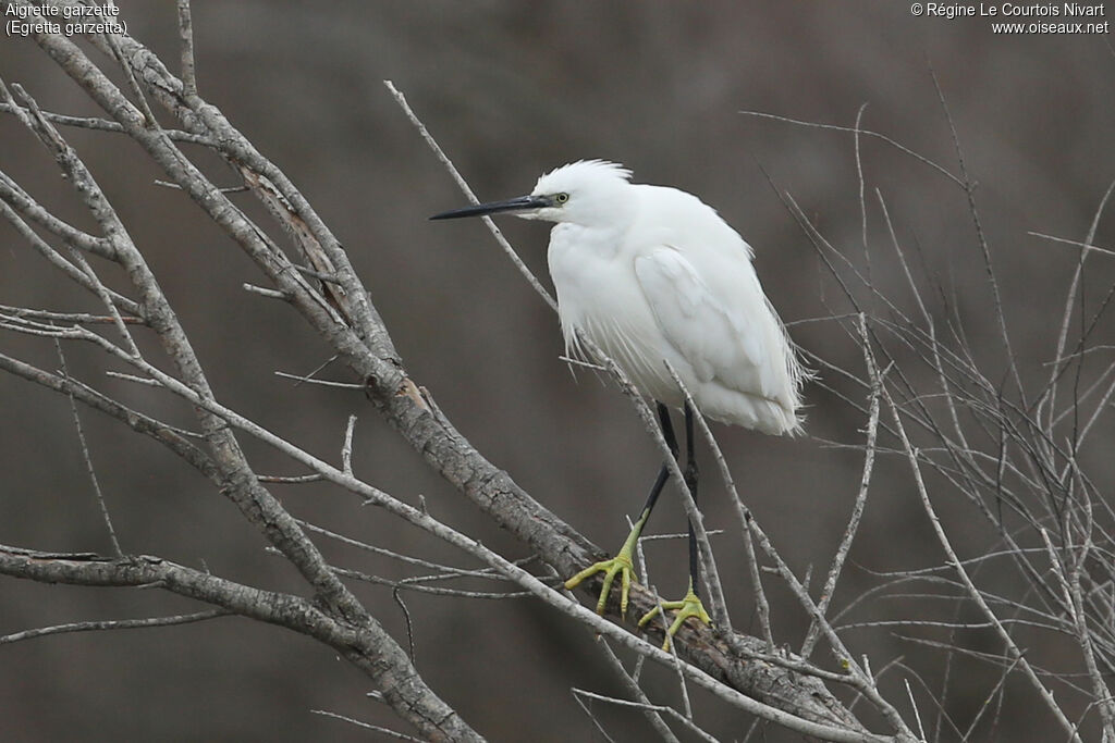 Little Egret