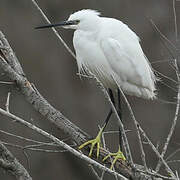 Aigrette garzette