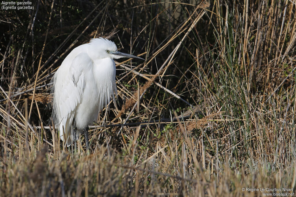 Little Egret