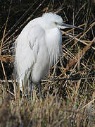 Little Egret