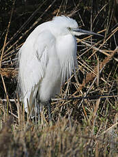 Aigrette garzette