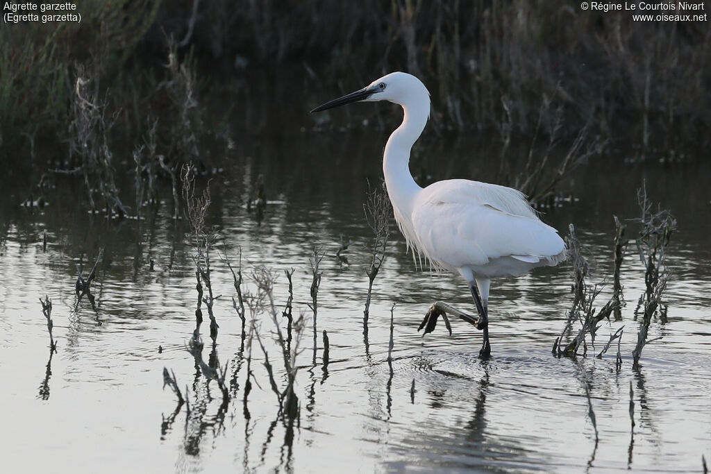 Aigrette garzette