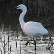 Aigrette garzette