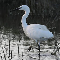 Aigrette garzette