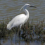 Aigrette garzette