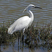 Little Egret