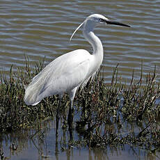 Aigrette garzette