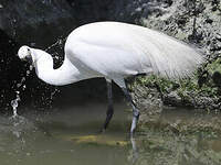 Aigrette garzette