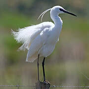 Aigrette garzette