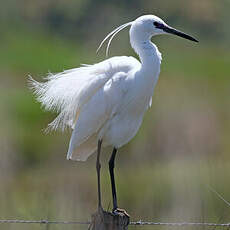 Aigrette garzette