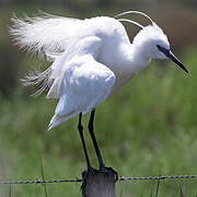 Aigrette garzette
