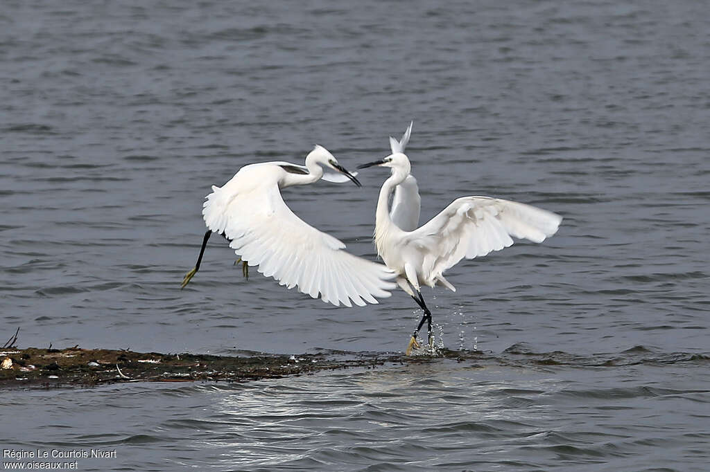 Little Egret, Behaviour