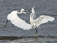 Aigrette garzette