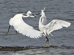 Aigrette garzette