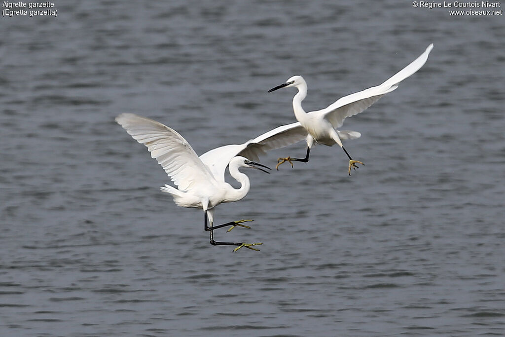 Aigrette garzette