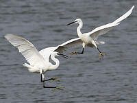 Aigrette garzette