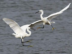 Little Egret