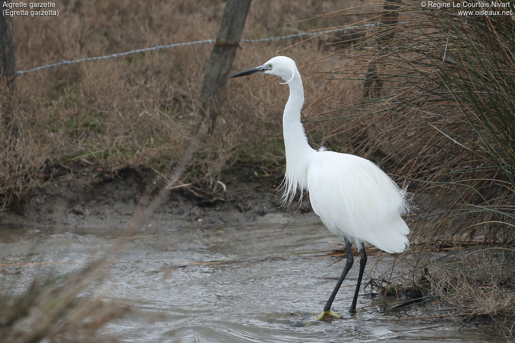 Little Egret