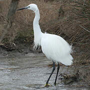 Little Egret