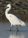 Aigrette garzette