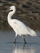 Little Egret