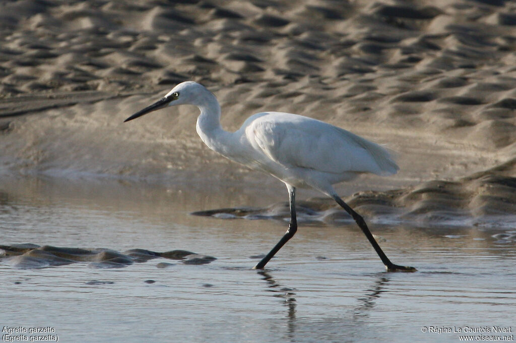 Little Egret