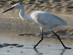 Little Egret