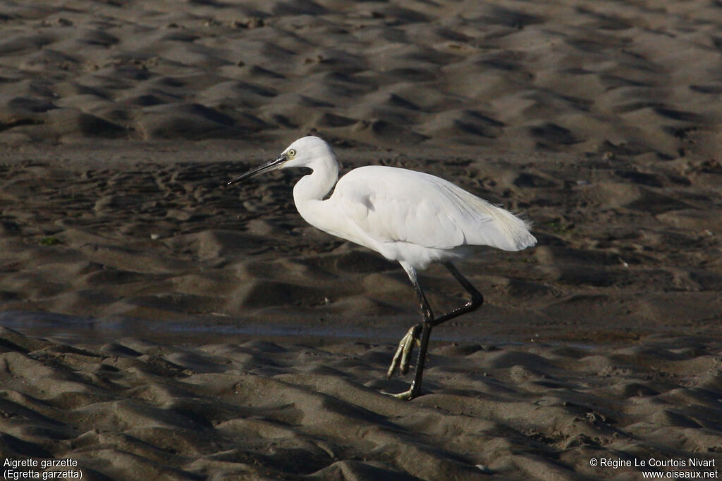 Little Egret