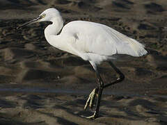 Little Egret