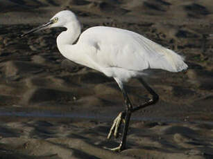 Aigrette garzette