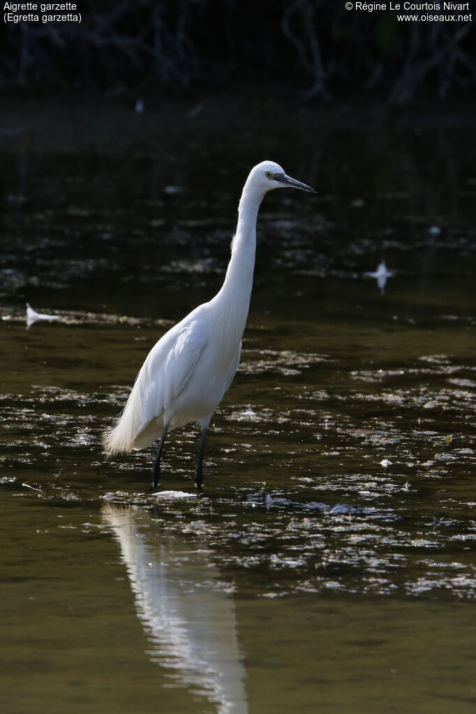 Little Egret