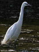 Little Egret