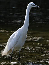 Aigrette garzette