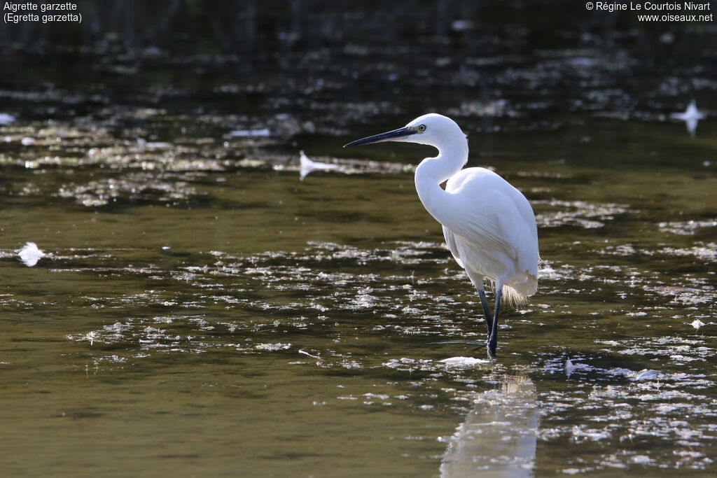 Little Egret