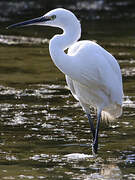 Little Egret