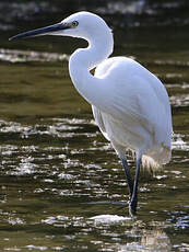 Aigrette garzette