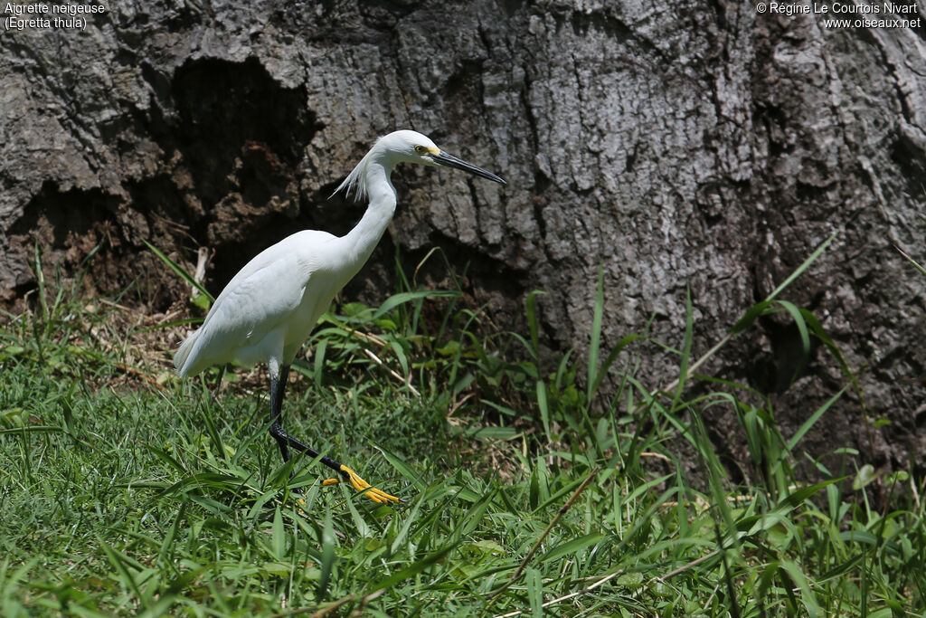 Aigrette neigeuse