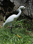 Aigrette neigeuse