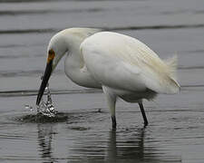 Aigrette neigeuse