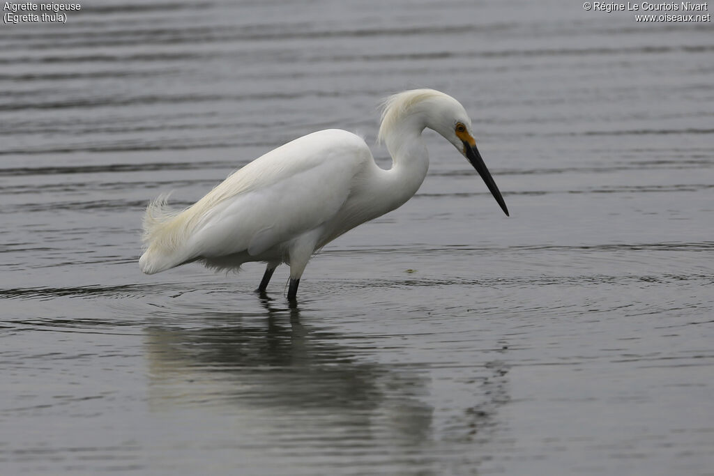 Snowy Egret