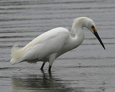 Aigrette neigeuse