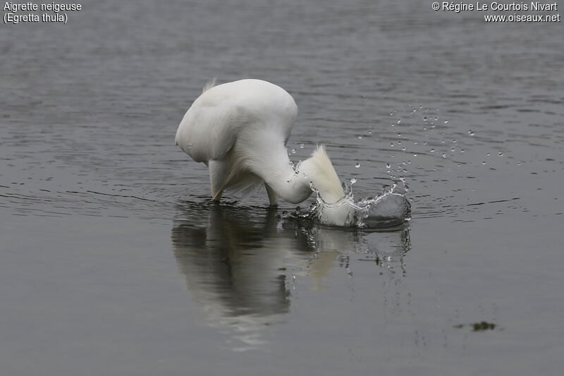 Aigrette neigeuse, pêche/chasse